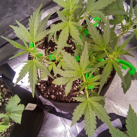 White growlog timeline photo
