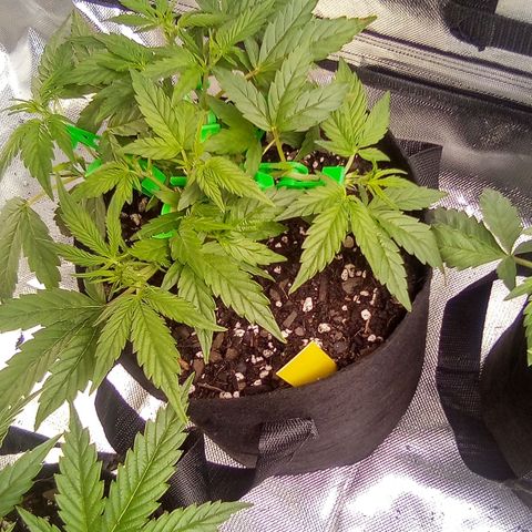 Yellow growlog timeline photo