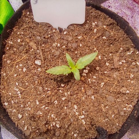 Random bag seed 3 growlog timeline photo