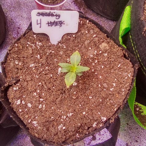 Random bag seed 4 growlog timeline photo