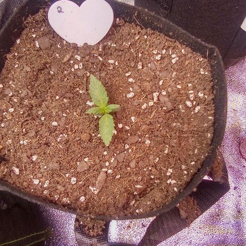 Random bag seed 2 growlog timeline photo