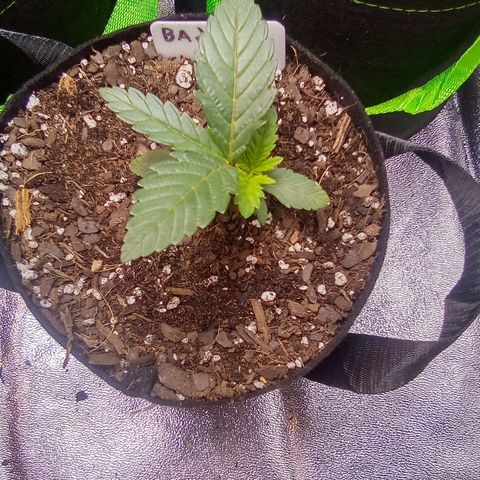 Badazz OG Cheese  growlog timeline photo