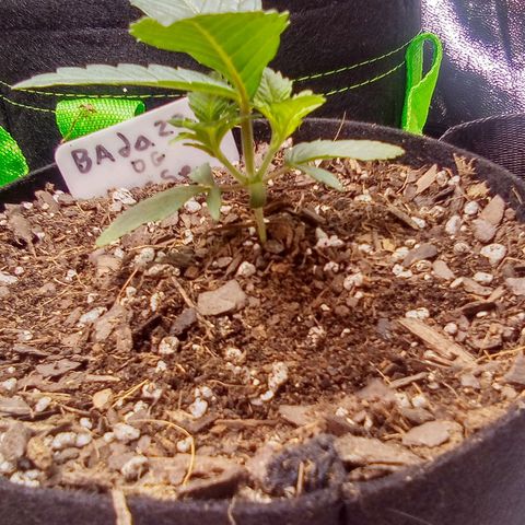 Badazz OG Cheese  growlog timeline photo