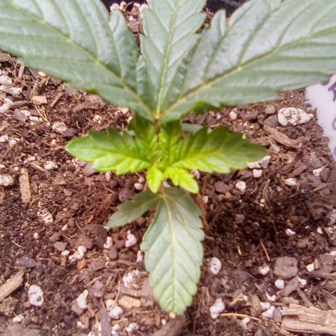 Badazz OG Cheese  growlog timeline photo