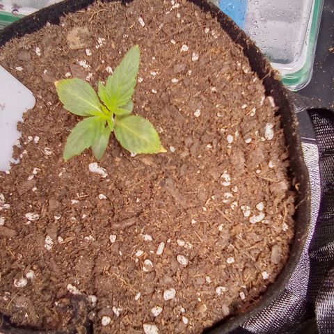 Random bag seed 4 growlog photo: Notice the burnt tips
Light was a little too close 
Turned down intensity slightly 