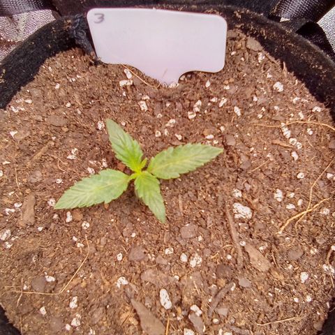 Random bag seed 2 growlog timeline photo