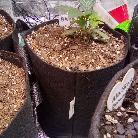 Badazz OG Cheese  growlog timeline photo