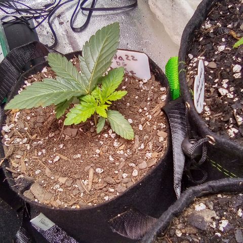 Badazz OG Cheese  growlog timeline photo