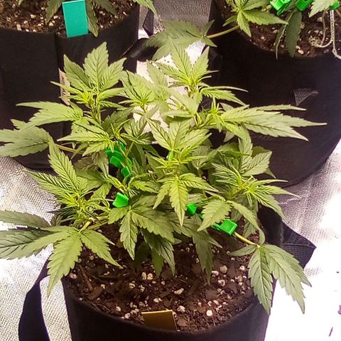 Yellow growlog timeline photo