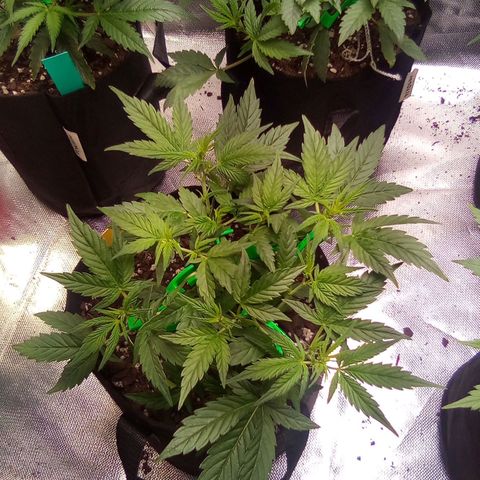 Yellow growlog timeline photo