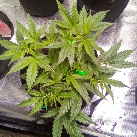 Green growlog timeline photo