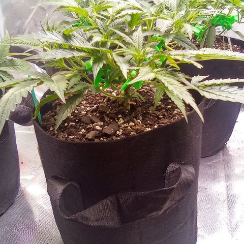 Green growlog timeline photo