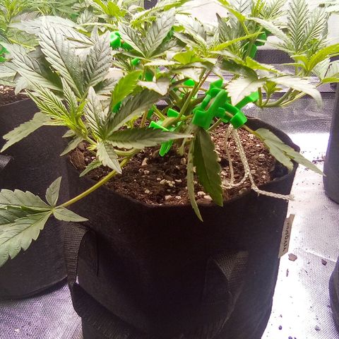 #3 growlog timeline photo