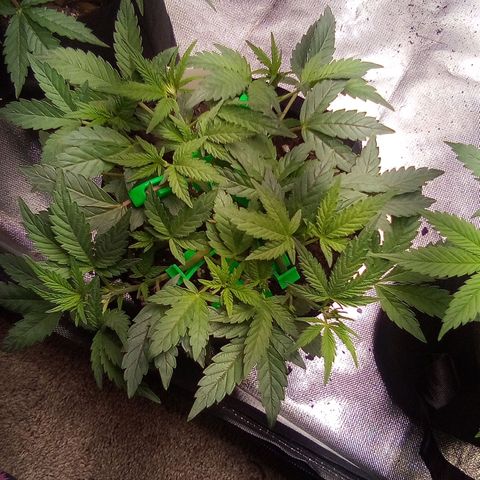 #3 growlog timeline photo