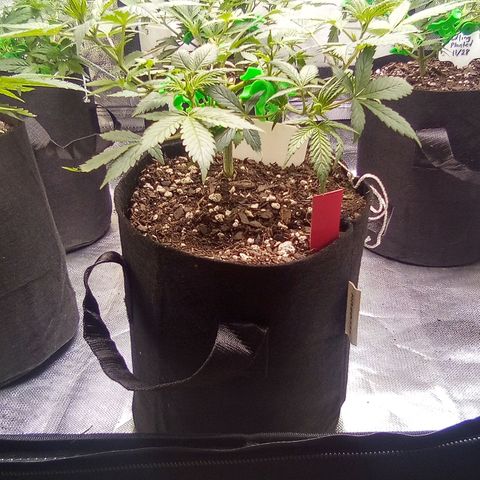 Red growlog timeline photo