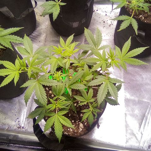 Red growlog timeline photo