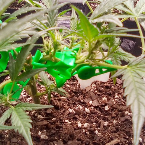 White growlog timeline photo