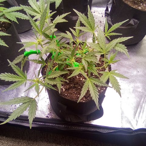 White growlog timeline photo