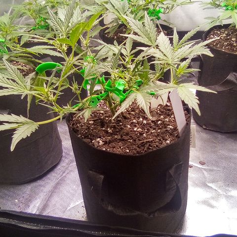 White growlog timeline photo