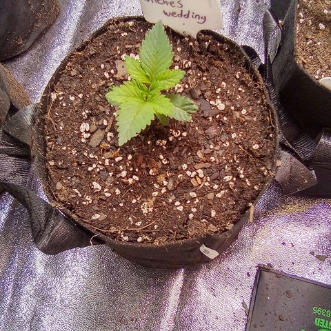 Witches wedding growlog timeline photo
