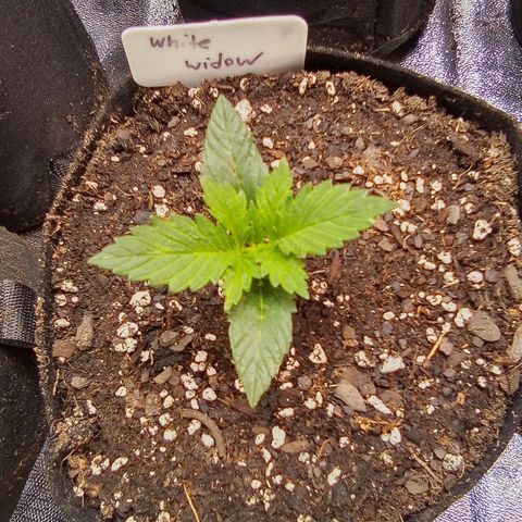 White widow growlog timeline photo