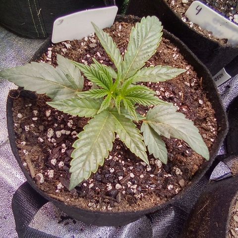Random bag seed 3 growlog timeline photo