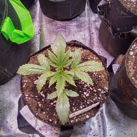 Random bag seed 4 growlog timeline photo