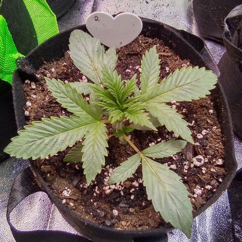 Random bag seed 2 growlog timeline photo