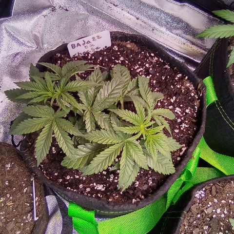 Badazz OG Cheese  growlog timeline photo