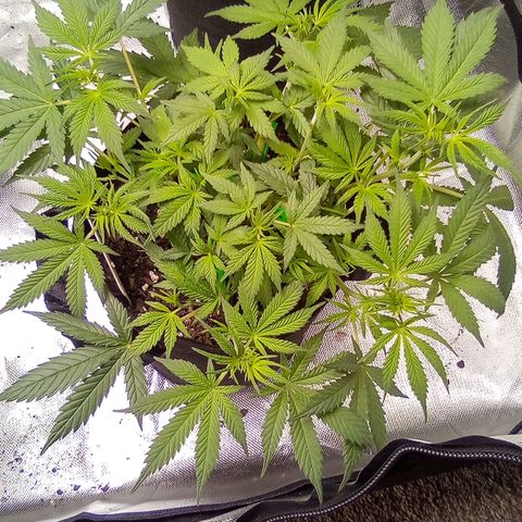  #1 growlog timeline photo