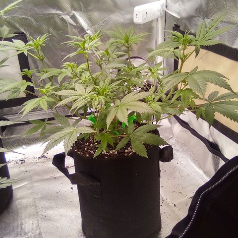 Red growlog timeline photo