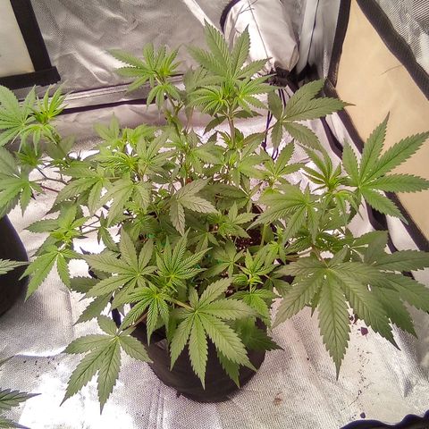 Red growlog timeline photo