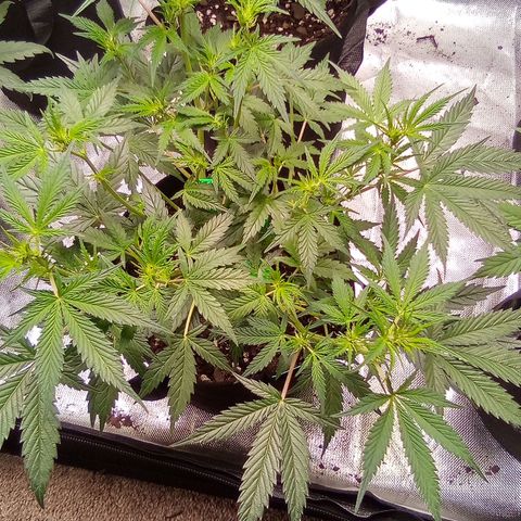 Green growlog timeline photo