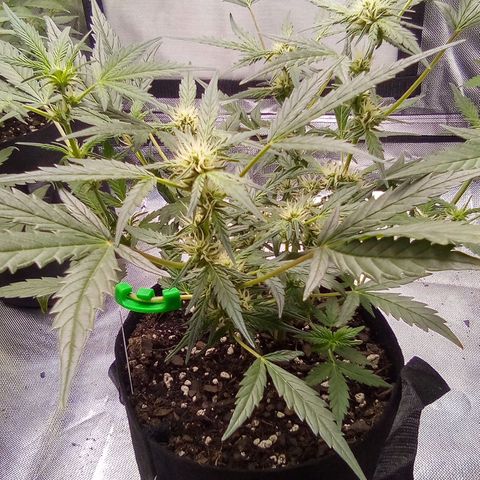 White growlog timeline photo