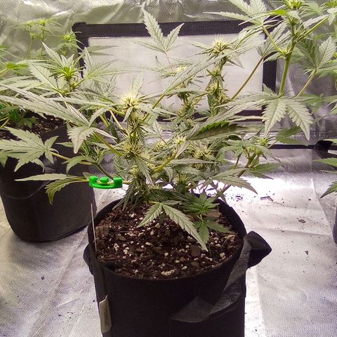 White growlog timeline photo