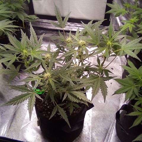 White growlog timeline photo