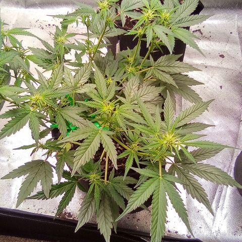 Yellow growlog timeline photo
