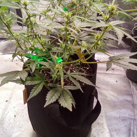 Yellow growlog timeline photo