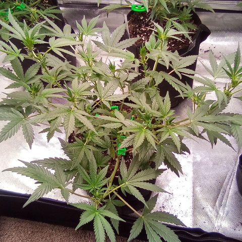#3 growlog timeline photo