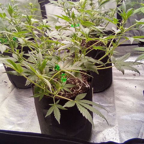 #3 growlog timeline photo