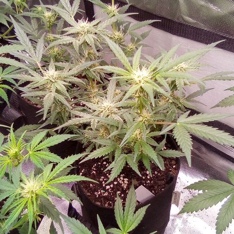 White growlog timeline photo