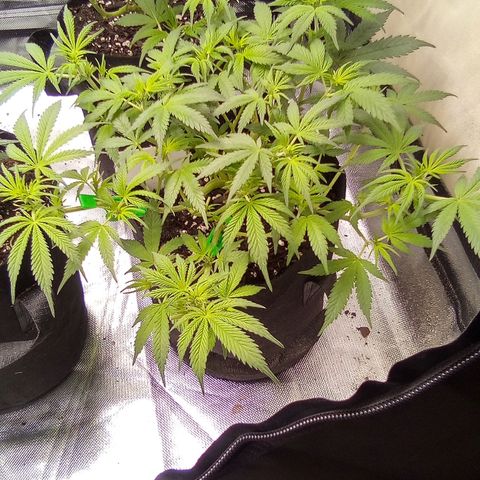  #1 growlog timeline photo