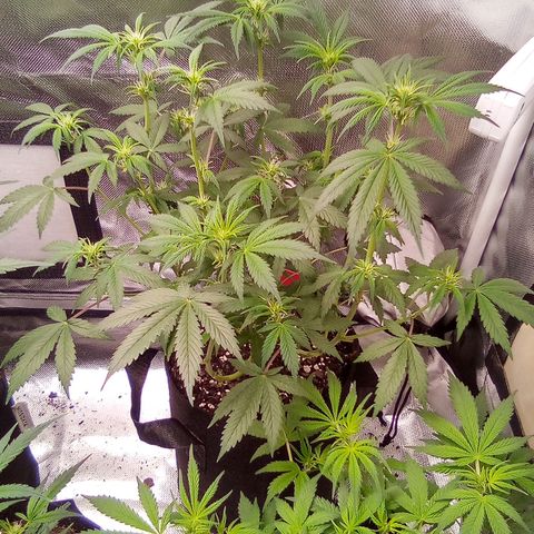 Red growlog timeline photo