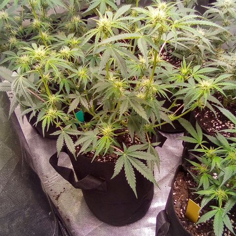 Green growlog timeline photo