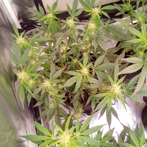 Yellow growlog timeline photo