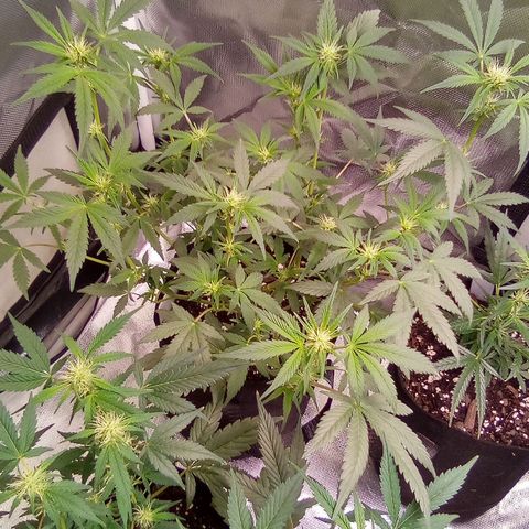 #3 growlog timeline photo
