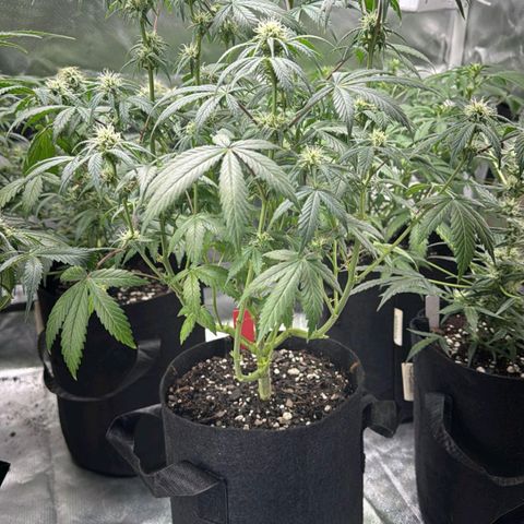 Red growlog timeline photo