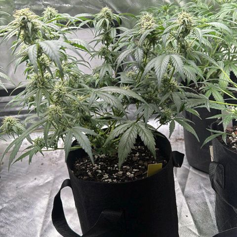 Yellow growlog timeline photo