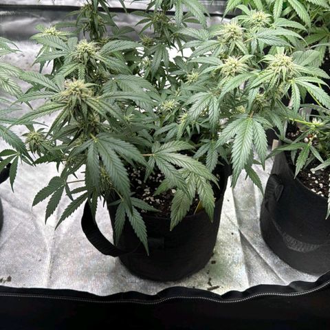 Yellow growlog timeline photo