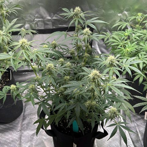 Green growlog timeline photo